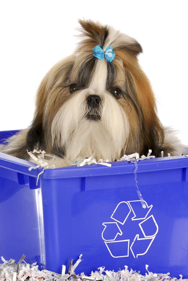 Adorable shih tzu puppy sitting in recycle bin on white background. Adorable shih tzu puppy sitting in recycle bin on white background