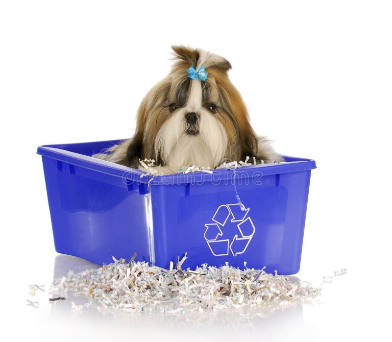 Adorable shih tzu puppy sitting in recycle bin on white background. Adorable shih tzu puppy sitting in recycle bin on white background