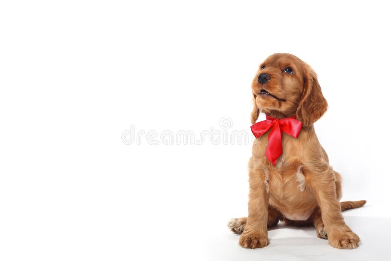 Puppy with red bow