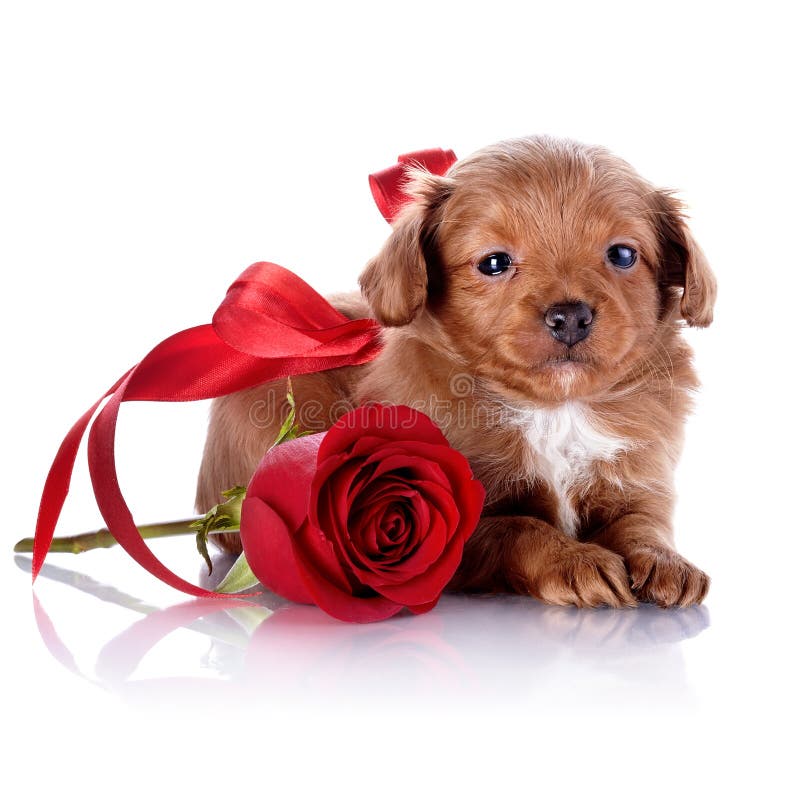 Puppy with a red bow and a rose.