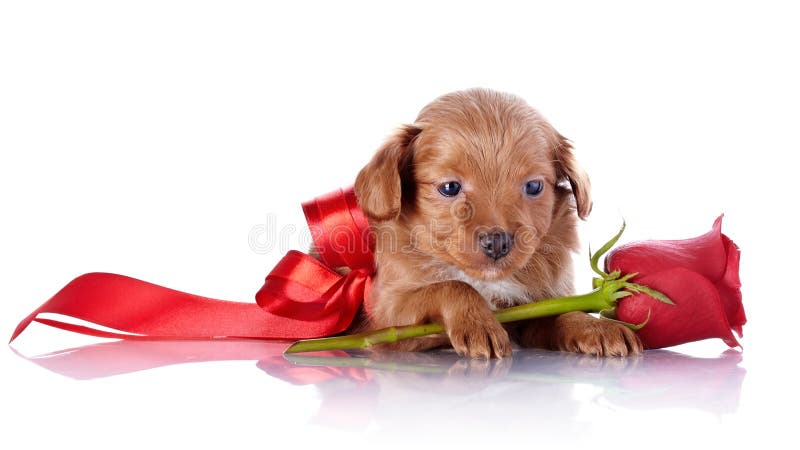 Puppy with a Red Bow and a Rose. Stock Image - Image of animal ...