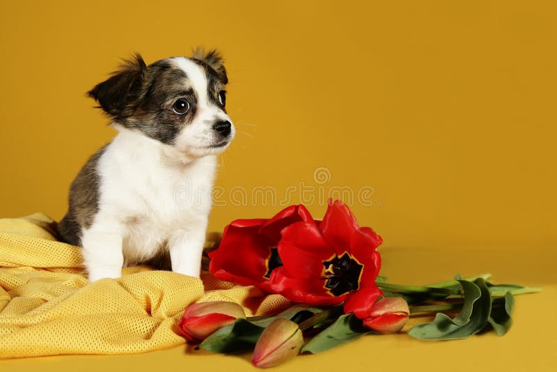 Sweet puppy and fresh red tulip flowers on yellow background. Cute greeting card. Sweet puppy and fresh red tulip flowers on yellow background. Cute greeting card.