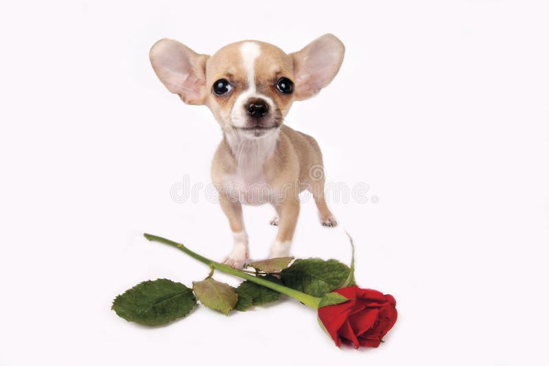 Puppy with rose stock photo. Image of chihuahua, love - 19676432