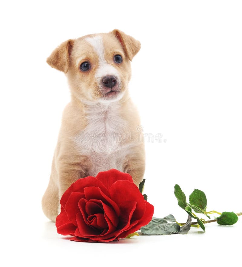 Puppy with a rose. stock photo. Image of intelligent - 108595794