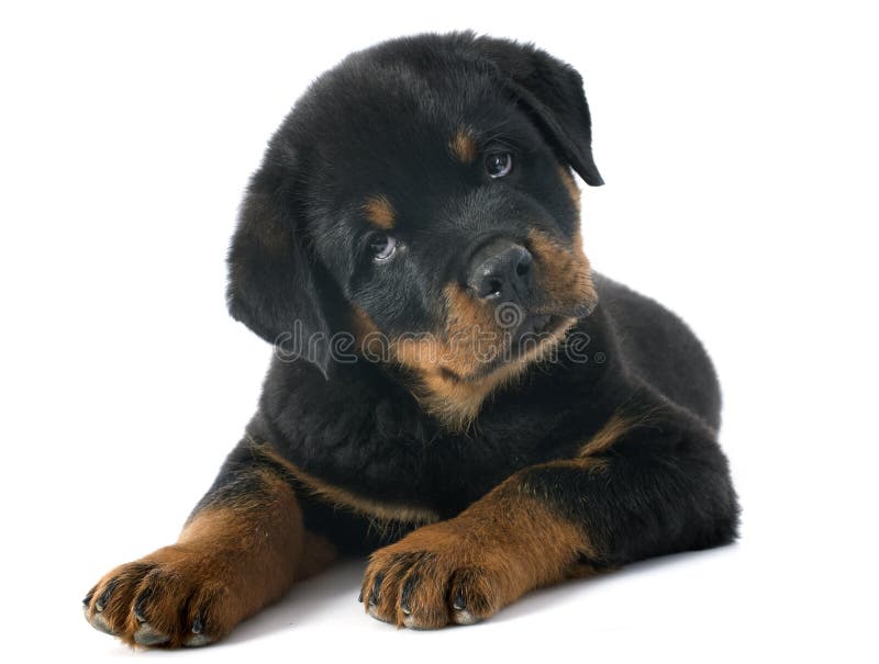 Puppy rottweiler royalty-vrije stock afbeelding Puppy rottweiler royalty-vrije stock afbeelding