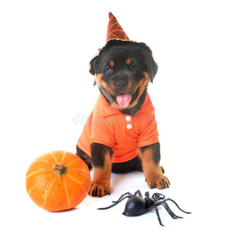 Puppy Rottweiler En Halloween Stock Afbeelding Image of laag, studio