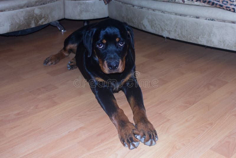 210 Rottweiler House Photos - Free 