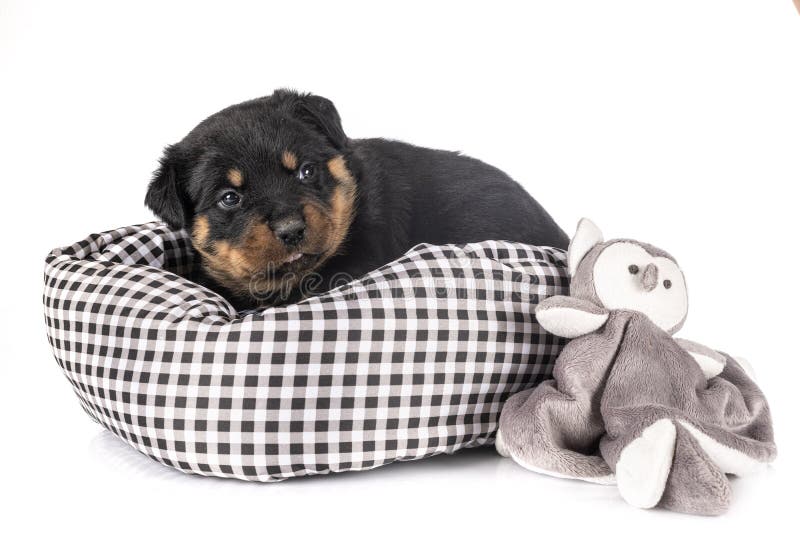 dog bed for rottweiler