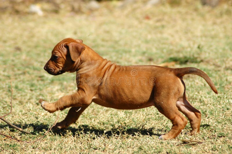 An active red wheaten Rhodesian Ridgeback dog puppy running and jumping towards the other puppies of the litter in the garden. This baby is cute. Rhodesian puppies stock images, royalty-free photos and pictures