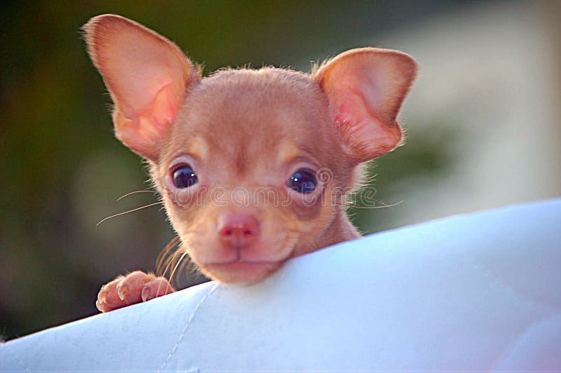 Puppy saying hi stock photo. Image of chihuahua, 70202836