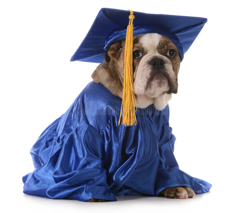 puppy graduation hat