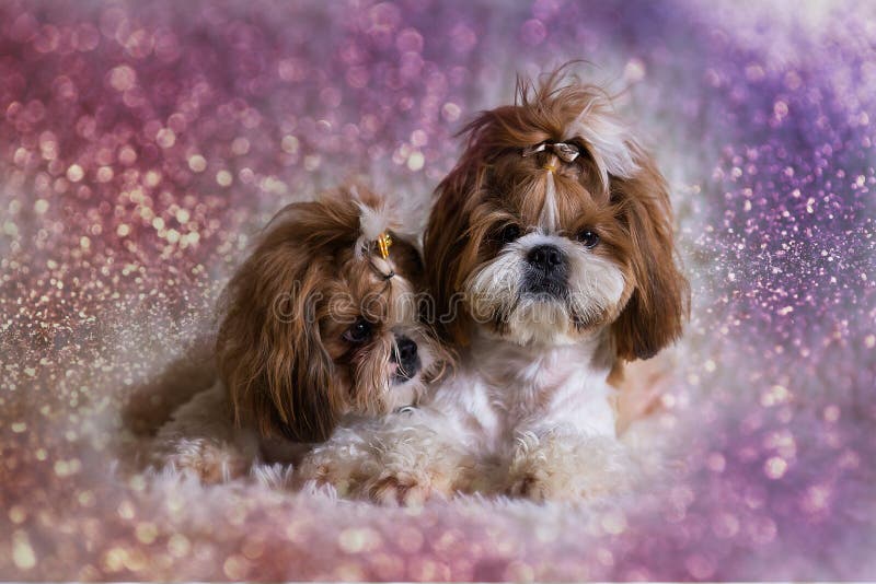 Puppy shih tzu dog cute pets sitting on sofa furniture royalty free stock image Puppy shih tzu dog cute pets sitting on sofa furniture royalty free stock image
