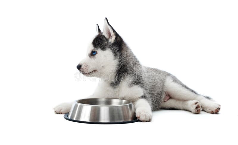 Puppy Of Siberian Husky Dog Lying Against Rounded Plate