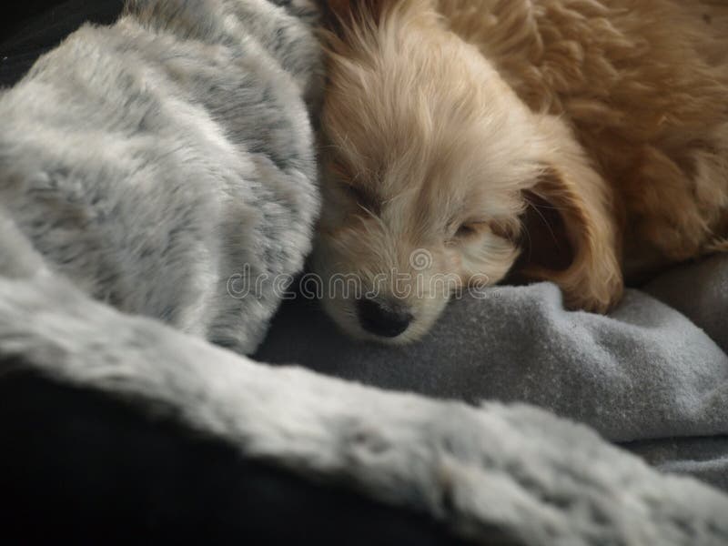 Puppy Sleeping in Bed stock photo. Image of abstract 93544300