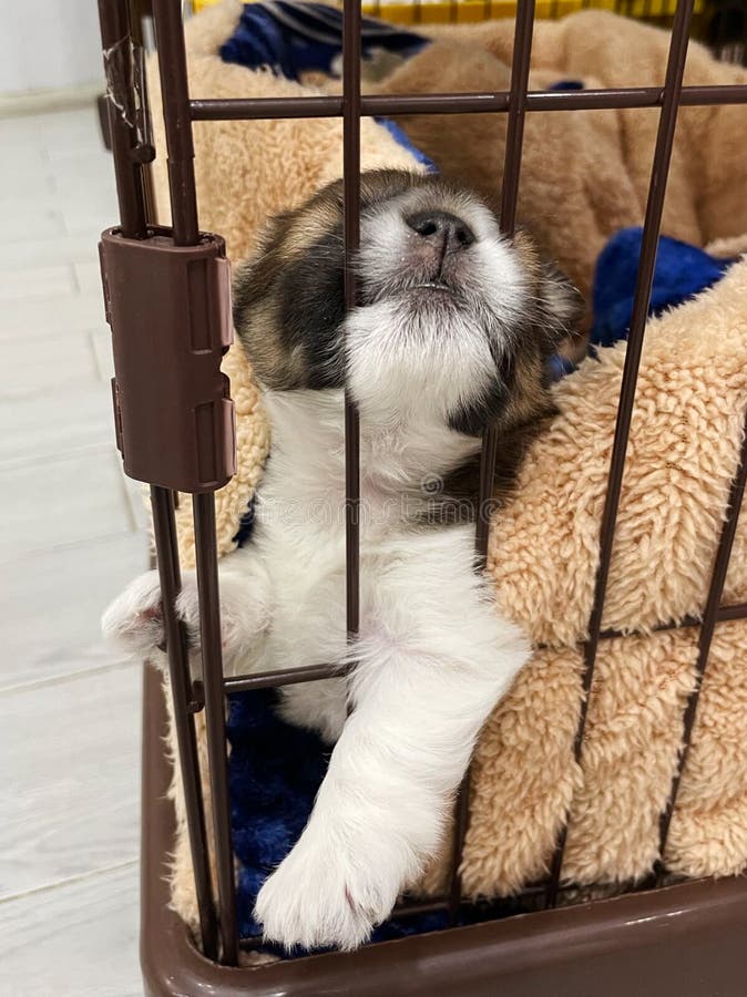 Puppy Sleeping in a Cage. Dog in Cage Stock Image Image of friend, activism 257706933