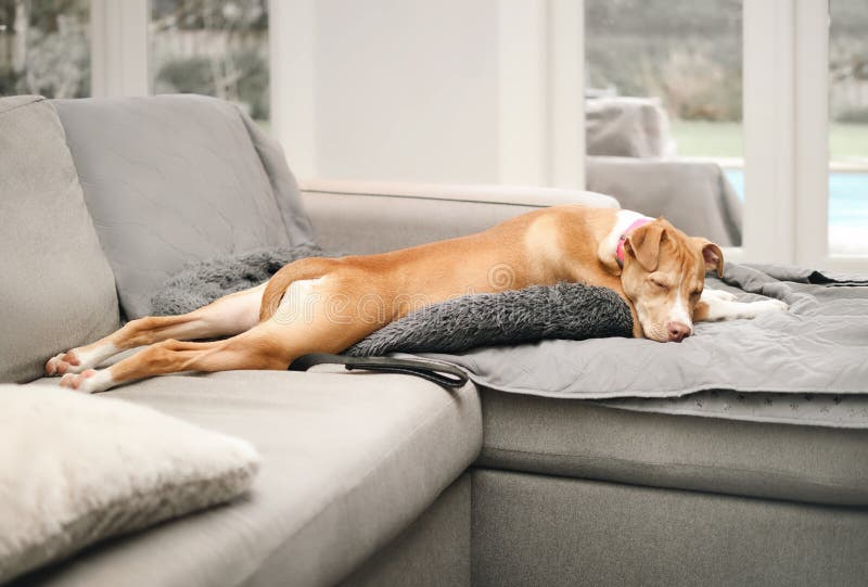 Cățeluș care doarme într-o poziție amuzantă pe o canapea cunoscută sub numele de trunchi de broască sau de pluș. stock photography