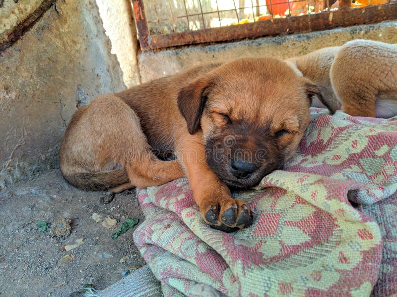 A puppy sleeping under a bench with selective focus royalty free stock image