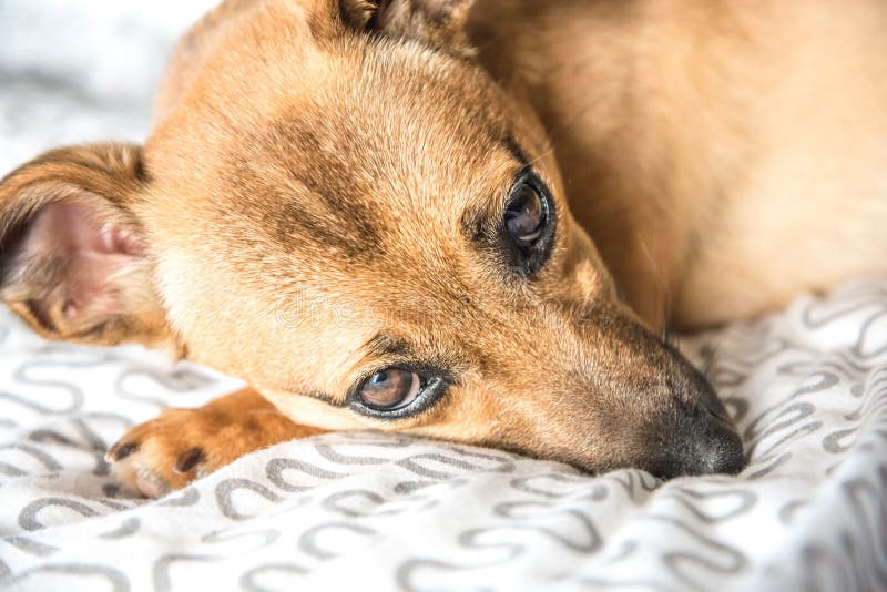Puppy Sleeping Under a Bright White Blanket Stock Image Image of