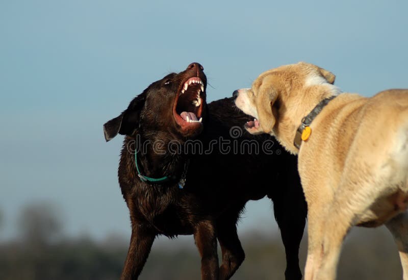 Puppy socializing