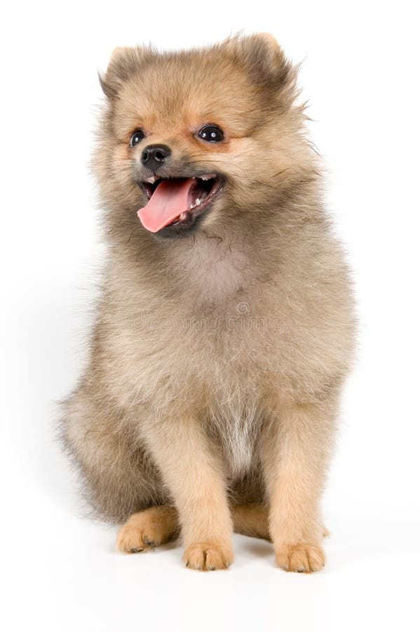 Cat and the Puppy of the Spitzdog Stock Image Image of pomeranian
