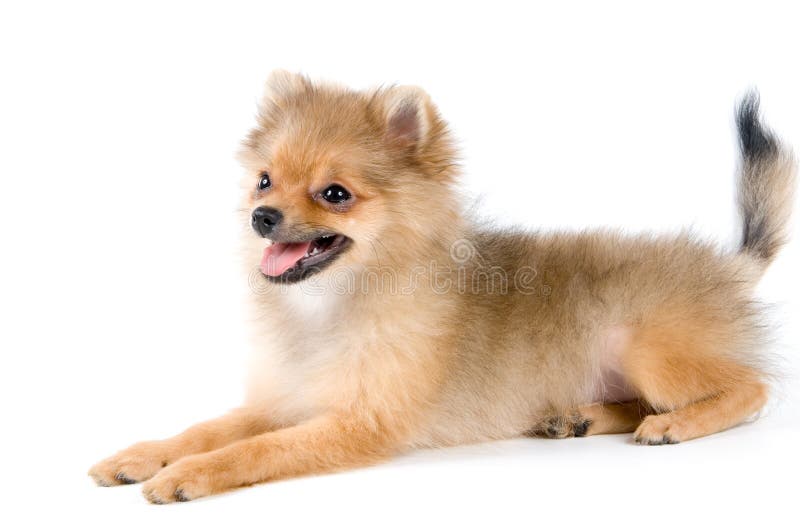 The puppy of the spitz-dog royalty free stock photo