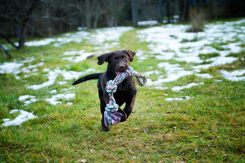 Puppy springer på gräset med en leksak i munnen royaltyfri bild