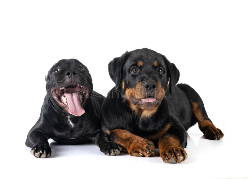 129 Staffordshire Bull Terrier Rottweiler Stock Photos - Free &  Royalty-Free Stock Photos from Dreamstime