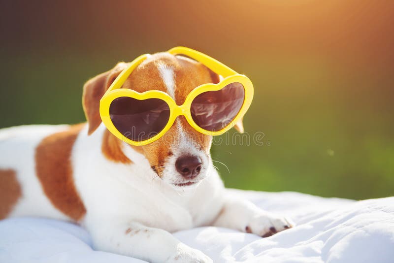 Puppy sunning in glasses, hidden eyes, soft focus.