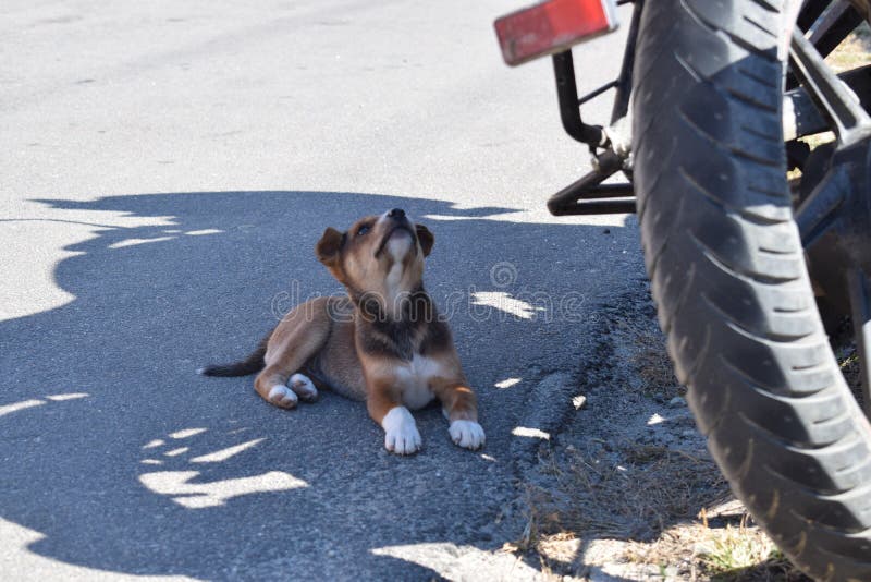 Puppy taking rest in shadow royalty free stock photo Puppy taking rest in shadow royalty free stock photo