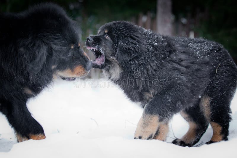 Puppy Tibetan Mastiff in Winter, Holiday, Snow Stock Image - Image of ...