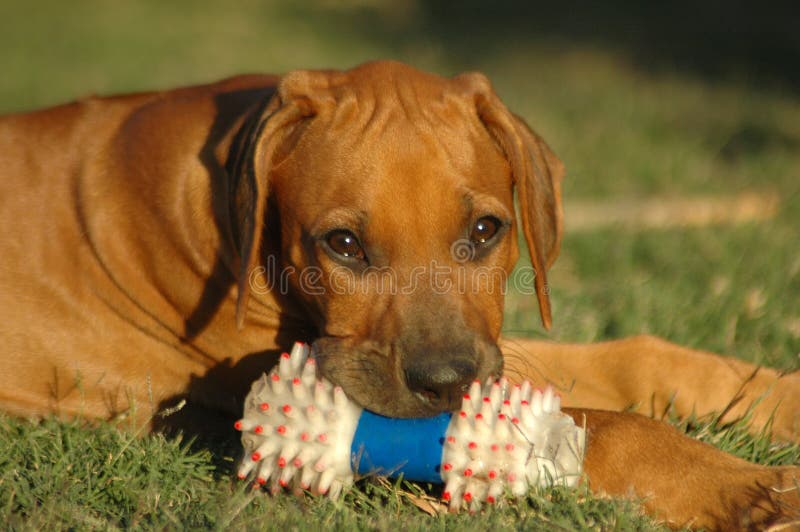 Hermoso perro de caza muro el perro cabeza retrato lindo triste expresión en posesión juguete boca mientras acostada en césped seguimiento en patio trasero afuera.