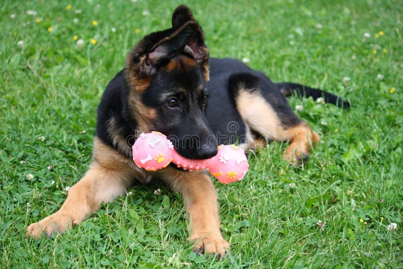 Puppy with a toy