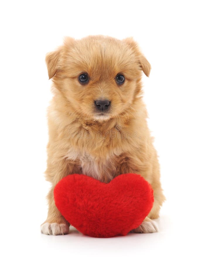 Puppy with toy heart. stock photo. Image of horizontal 91583314
