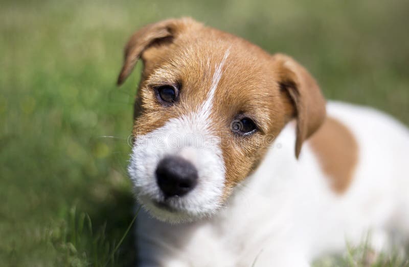 Puppy training - happy jack russell terrier pet dog