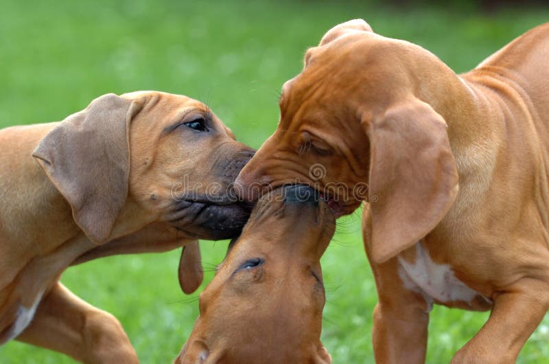 Tres lindo cachorros común a comunicar cada próximo.