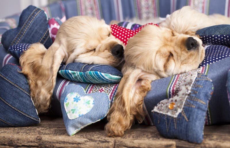 Puppy and valentine heart