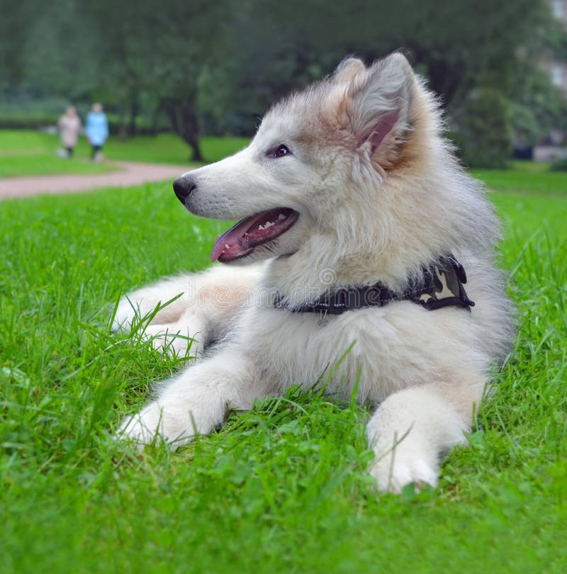 Puppy van het ras Alaskan Malamute stock afbeelding Puppy van het ras Alaskan Malamute stock afbeelding