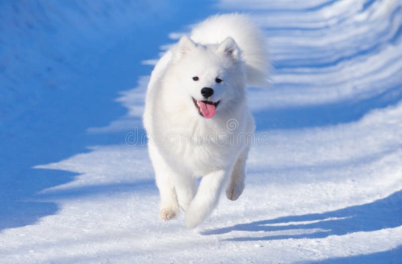 Puppy of Samoyed dog gallops. Puppy of Samoyed dog gallops