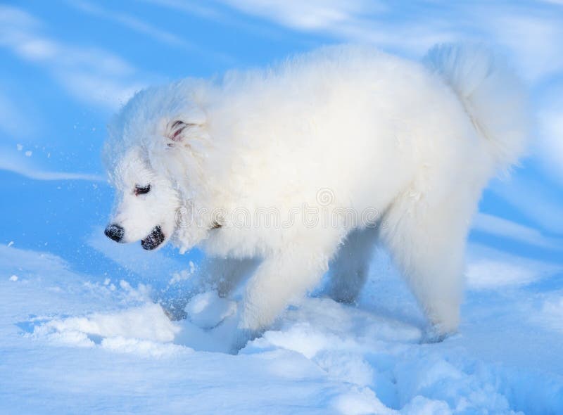 Puppy of Samoyed dog play with snow. Puppy of Samoyed dog play with snow