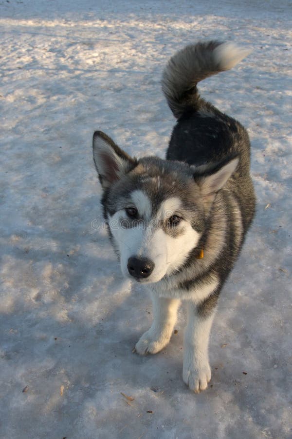 Puppy of alaskan malamute on a training ground in winter. Puppy of alaskan malamute on a training ground in winter.