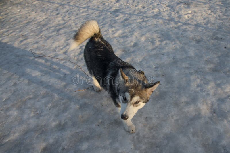 Puppy of alaskan malamute on a training ground in winter. Puppy of alaskan malamute on a training ground in winter.