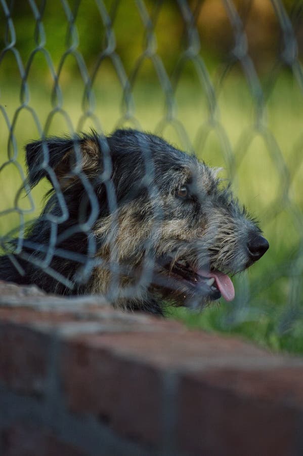 Puppy on a very hot day stock photo. Image of animals 170541466