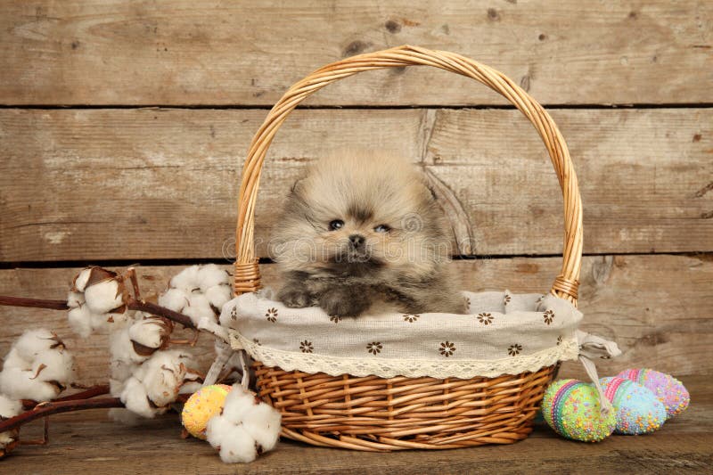 Puppy volata in pentola in un cestino per il vimini immagini stock libere da diritti