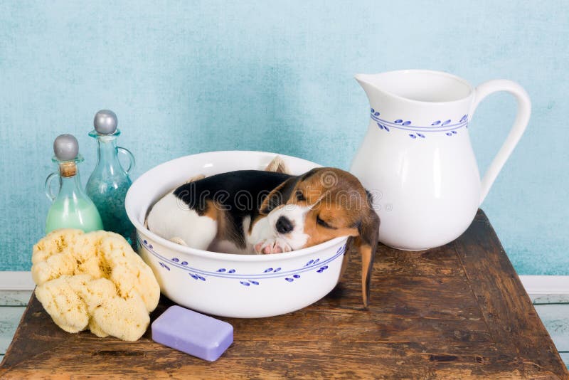 Sleepy seven weeks old little beagle puppy lying in a vintage washtub. Sleepy seven weeks old little beagle puppy lying in a vintage washtub