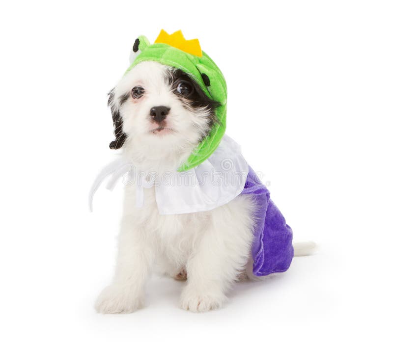 Puppy Wearing Frog Prince Costume Stock Photo Image of little, animal
