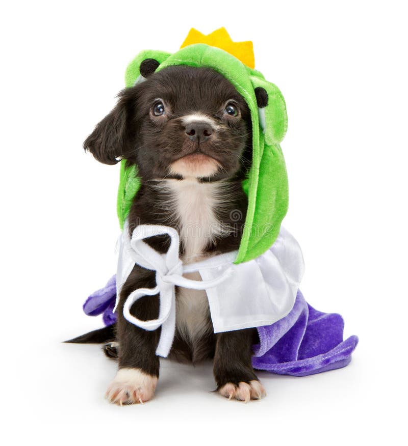 Pet halloween costume by FiercePetFashion Halloween costume Dog frog