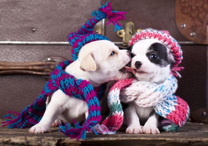 Puppy wearing a knit hat