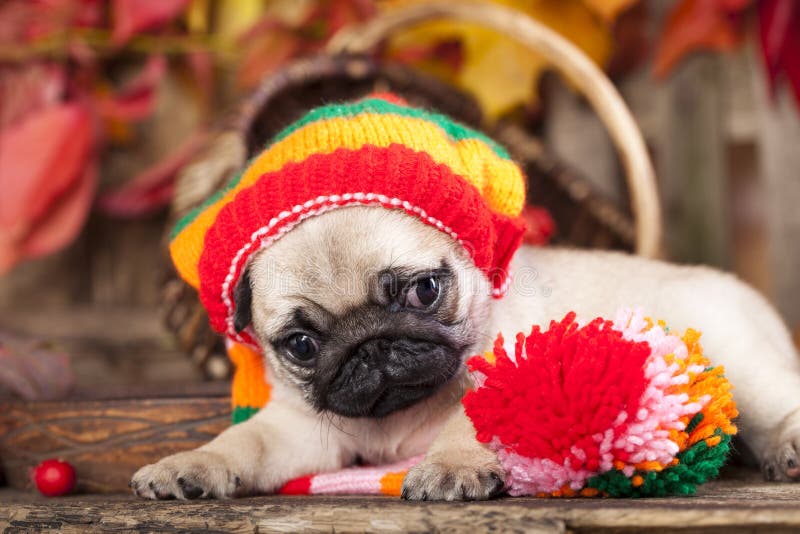 Puppy wearing the knitted hat royalty free stock photo Puppy wearing the knitted hat royalty free stock photo
