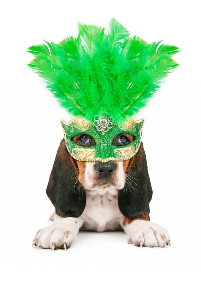 A cute little Basset Hound puppy dog wearing a green feather Mardi Gras mask. A cute little Basset Hound puppy dog wearing a green feather Mardi Gras mask