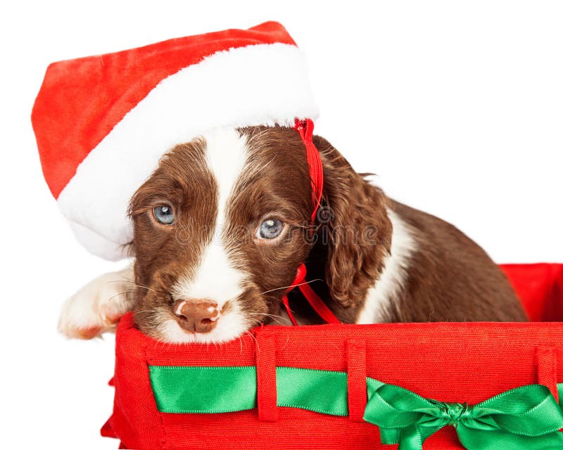 Puppy Wearing Santa Hat In Gift Basket royalty free stock photos Puppy Wearing Santa Hat In Gift Basket royalty free stock photos